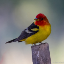 Western Tanager-Male-01