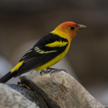 Western Tanager-Male-17