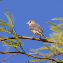 Western Warbling Vireo-01