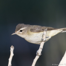Western Warbling Vireo-12