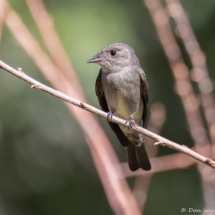 Western Wood-Pewee-01