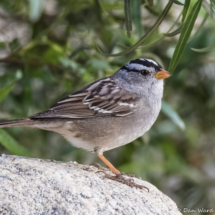 White-crowned Sparrow-08