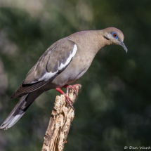 White-winged Dove-02