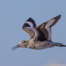 Willet-09