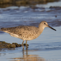 Willet-16