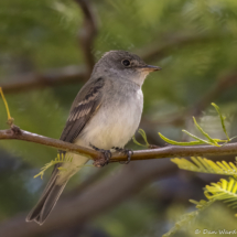 Willow Flycatcher-02