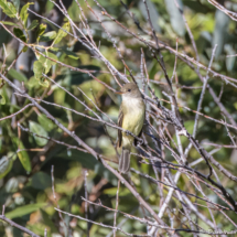 Willow Flycatcher-02