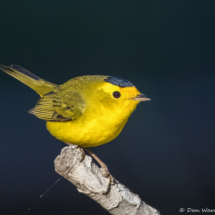 Wilson's Warbler-18