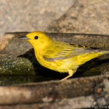 Yellow Warbler-110