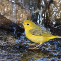 Yellow Warbler-44