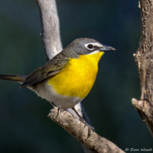 Yellow-breasted Chat-19