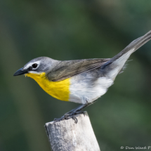 Yellow-breasted Chat-24