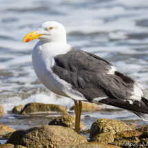 Yellow-footed Gull-02