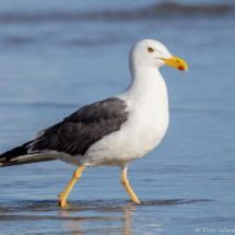 Yellow-footed Gull-28
