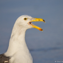 Yellow-footed Gull-33