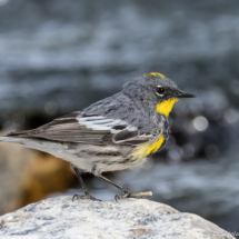 Yellow-rumped Warbler-14