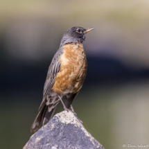 American Robin-04