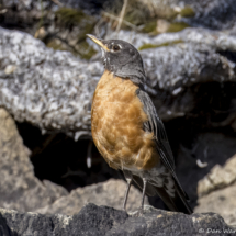 American Robin-05