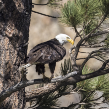 Bald Eagle-08