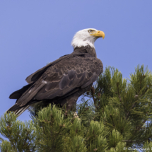 Bald Eagle-09