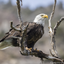 Bald Eagle-12