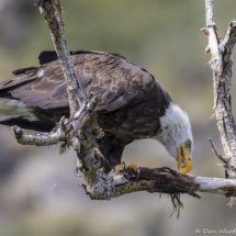 Bald Eagle-16