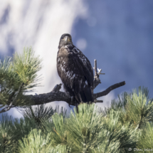 Bald Eagle-Immature-02