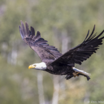 Bald Eagle in Flight-01