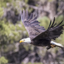 Bald Eagle in Flight-04