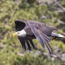 Bald Eagle in Flight-05