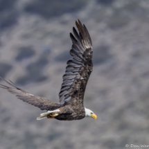 Bald Eagle in Flight-07