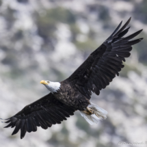 Bald Eagle in Flight-13