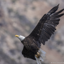 Bald Eagle in Flight-14