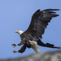 Bald Eagle in Flight-15