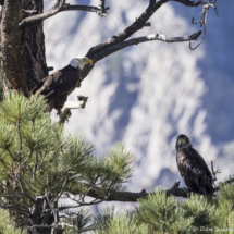 Bald Eagle parent & juvenile-02