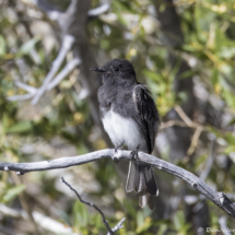 Black Phoebe-01