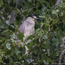 Black-crowned Night Heron-01