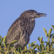 Black-crowned Night Heron-02