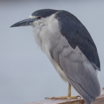 Black-crowned Night Heron-07