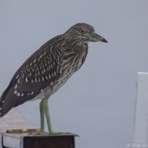 Black-crowned Night Heron-08