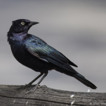 Brewer's Blackbird-02