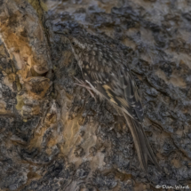 Brown Creeper-03