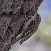 Brown Creeper-05