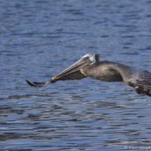 Brown Pelican-03