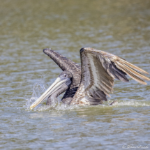 Brown Pelican-07