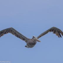 Brown Pelican-16
