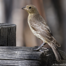 Brown-head Cowbird-01