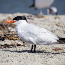 Caspian Tern-02