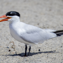 Caspian Tern-04