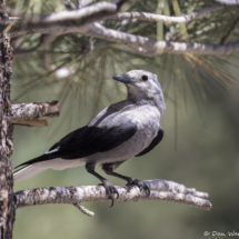 Clark's Nutcracker-06